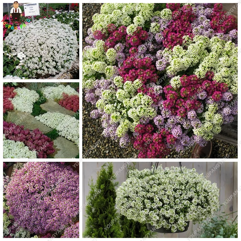 

New 100pcs rock cress plants Cascading bonsai (Aubrieta Hybrida Superbissima ) Cold-resistant Ground Cover Planting