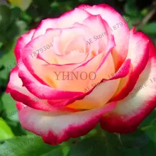 Большая распродажа! 150/сумка бонсай редкая голландская Радужная Роза, цветы для дома и сада Редкие радужные розы растение,# KYUVKP