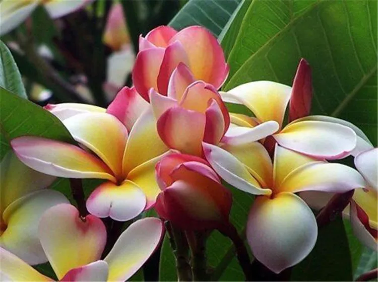 

Full Diamond Painting Fortune Comes With Blooming Flowers Diy Diamond Embroidery For The Bedroom A Best Gift For Family