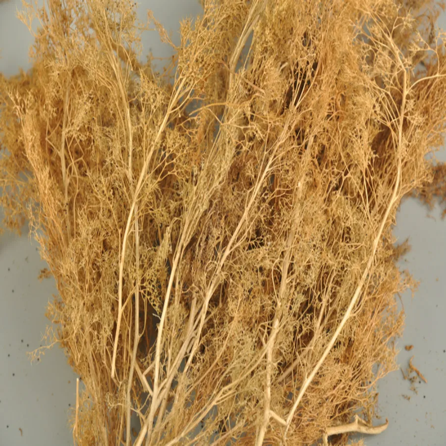 new architecture model grass (5)