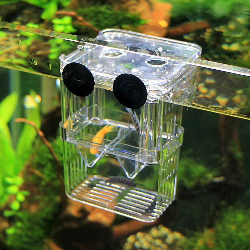 Kat India guppies isolation box hatching box breeding guppies aquarium