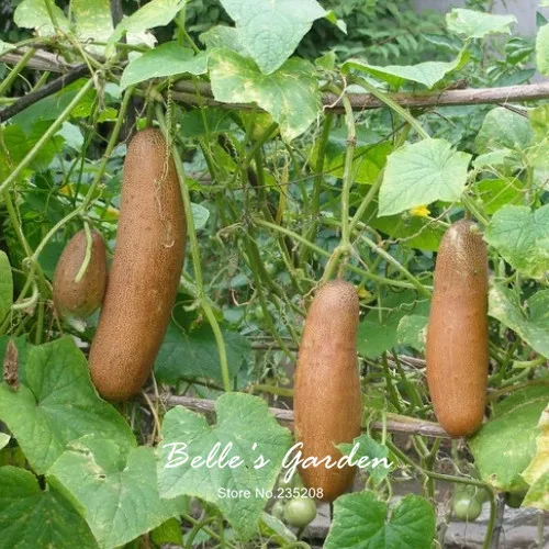 chinese cucumber plant