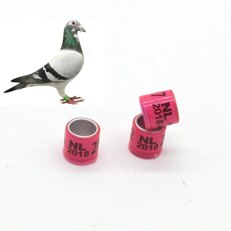 top quality 2018 pigeon