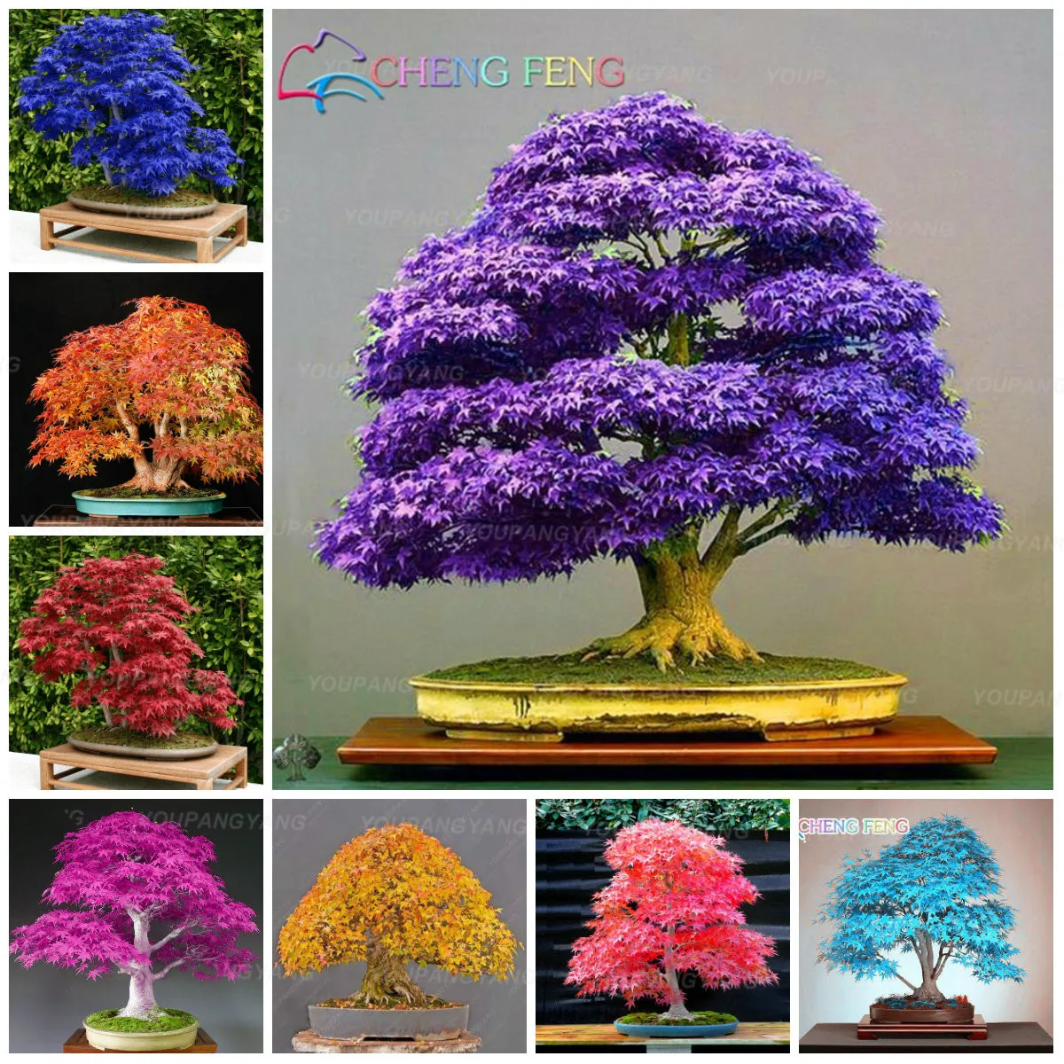 20 seed Rainbow Maple Bonsai Tree Plants Bonsai Flower... Rare Japanese Maple