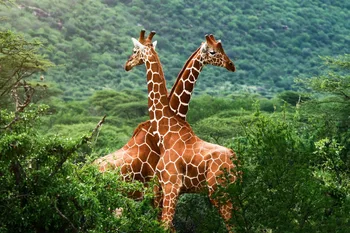 

Wild Animal Giraffe Poster Art Painting Wall Art Deco Picture Nordic Style Children Room Decoration -20x13"/36x24-03