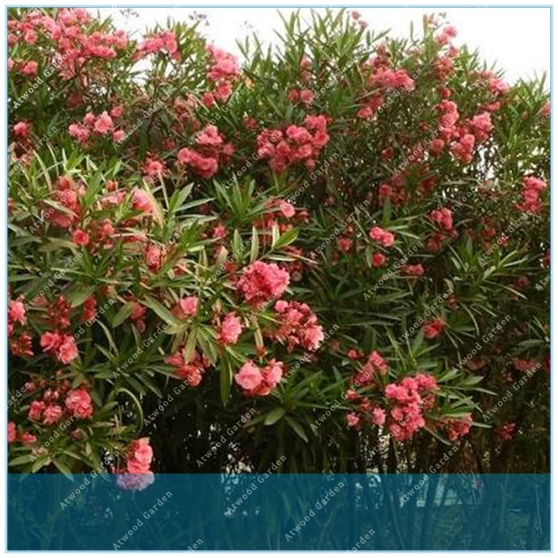 ZLKING promments 50 шт. цветок Nerium Oleander горшечные растения легко растущий горшок японский балкон садовое украшение ZLKING promments 50 шт. цветок Nerium Oleander горшечные растения легко растущий горшок японский балкон садовое украшение