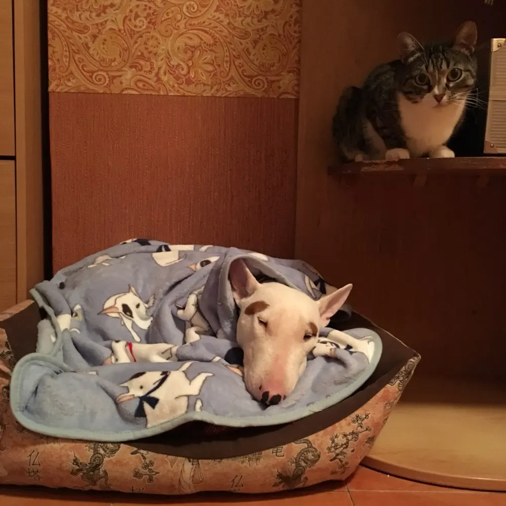 Из мягкого флиса кошка Бультерьера одеяла с бульдогом для кровать коврики дом любимчика кошки собаки кровать Одеяло диван-кровать