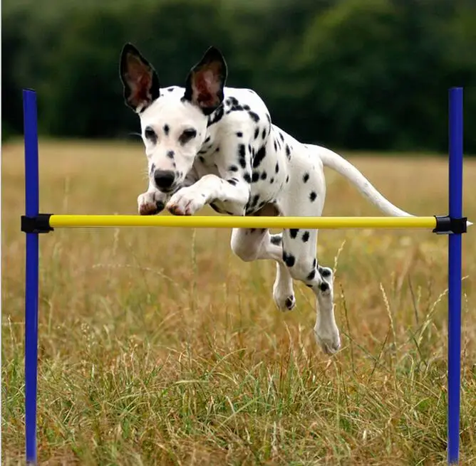 

Pet Dogs Outdoor Games Agility Exercise Training Equipment - Jump Hurdle bar Obedience Show Training For Doggie