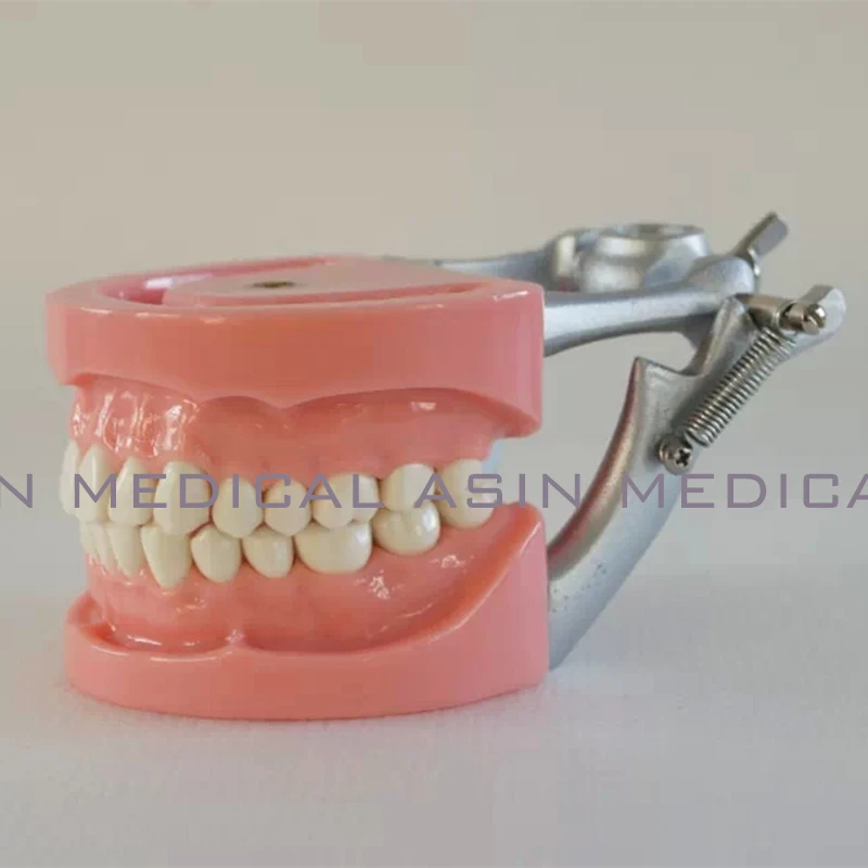 Buy new arrival Standard tooth Model 32pcs Teeth Soft Gum Screw fixed DP