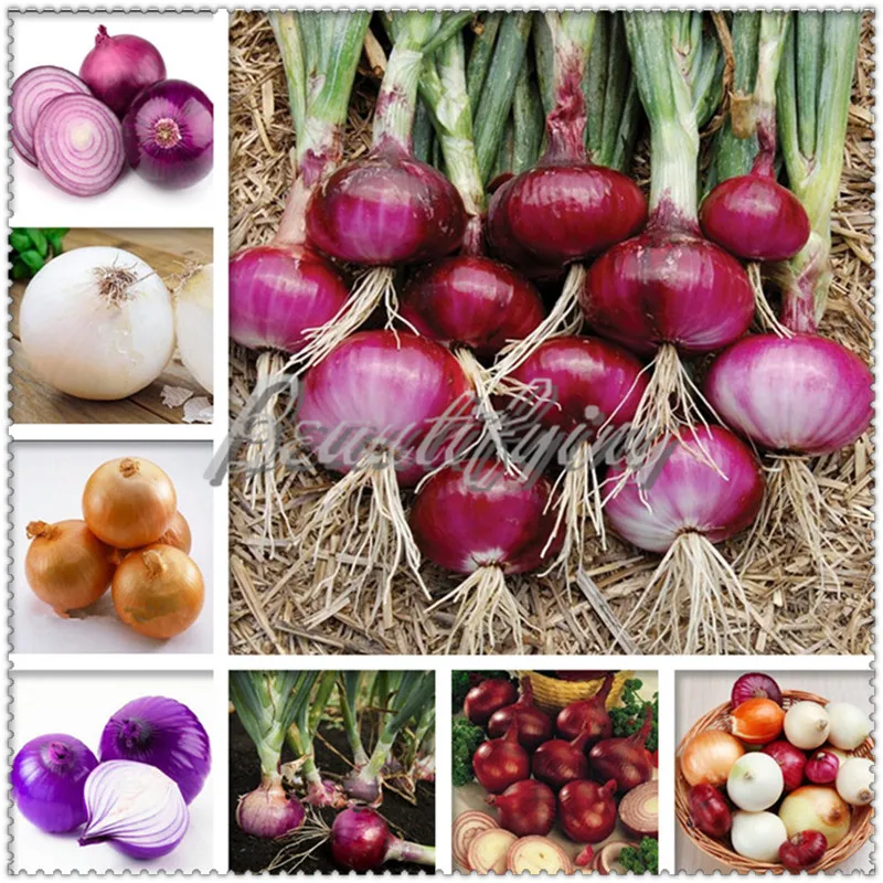 Free Shipping 200 Pcs Giant Chinese Green Onion bonsai Vegetable plant