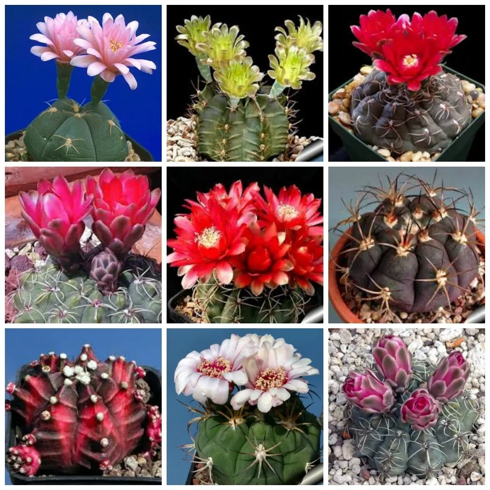 20 шт Gymnocalycium смешанные для Домашнего Цветоводства