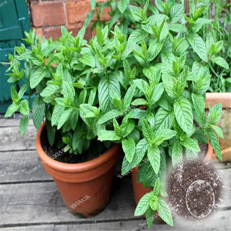 

100 Pcs Special Fragrant Aromatic Plant Peppermint, Mentha Piperita, Spearmint Pepper Mint Herbs Bonsai For Home Garden