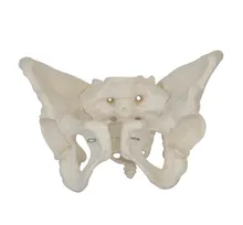 Modelo de esqueleto pélvis, tamanho de vida, modelo anatômico do pelvi humano, modelos de anatomia, equipamentos médicos, instrumentos médicos