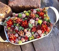 200-PCS-Mix-Lithops-Seeds-Living-Stone-Flower-Seeds-Succulent-Plant-Garden-Decoration-Mini-Bonsai-Seeds.jpg_200x200