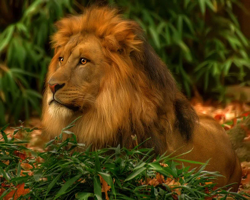 

5d Diamond Embroidery Animal Lion Mosaic Crystal Cross Stitch Full Square Diamond Painting DIY Sticker Decor Paintings