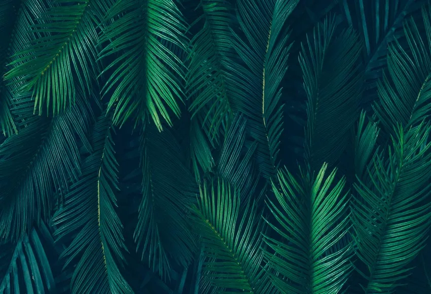 7x5FT Tropical Dark Green Leaves Palm Tree Custom Photo Studio Backdrop