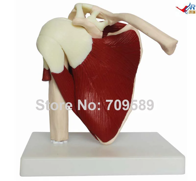 

Life Size Muscled Shoulder Joint