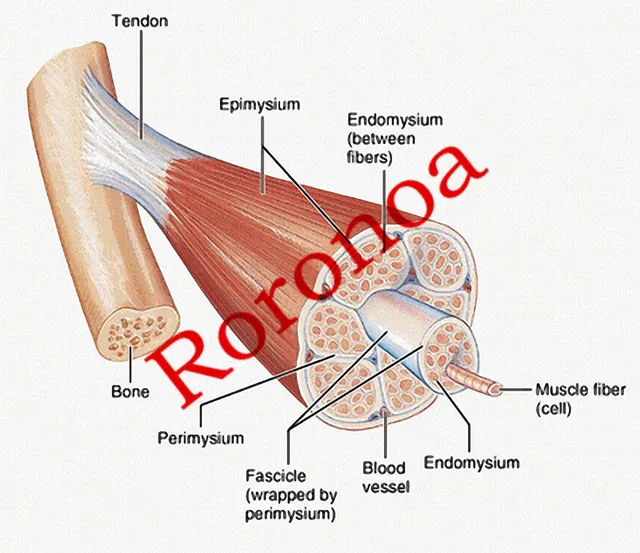 Aliexpress.com : Buy About Vintage "Muscle Cross Section" Posters Kraft