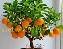 20 pcs bonsai orange seeds NO GMO mini bonsai tree Balcony Patio Potted Fruit Trees Kumquat