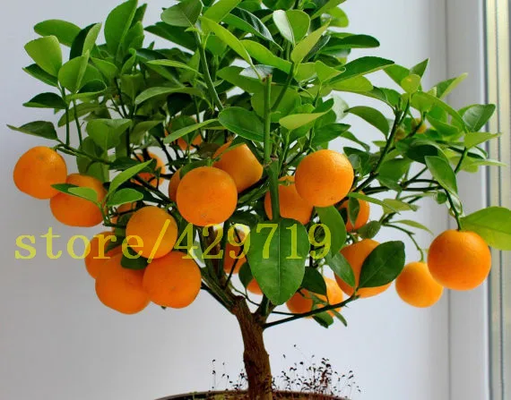 20 pcs font b bonsai b font orange seeds NO GMO mini font b bonsai b