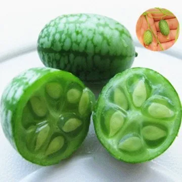 Огурчики Арбузики Мини Купить Семена