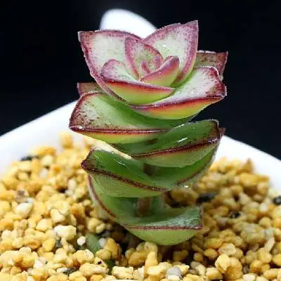 60-Pieces-Succulent-Seeds-Pseudotruncate