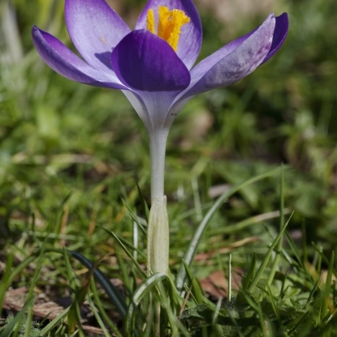 Close-Up Colorful Purple Flower; Dumfries  Scotland Poster Print (12 x 19)