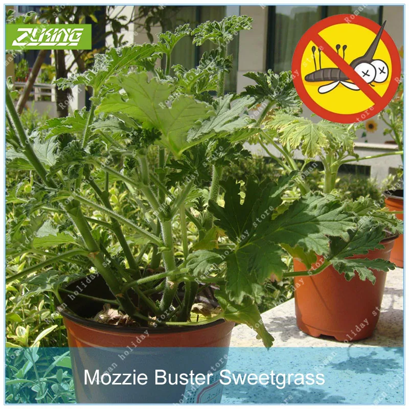 

ZLKING 100 Pcs Mozzie Buster Sweetgra Bonsai Fast Growing Plant Rare Perennial Fragrant Plants