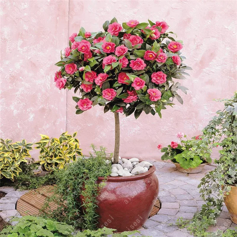100Pcs Bonsai Multi-Color Rose Tree Bonsai Blooming Outdoor Potted Flore Vary Colors Selection Garden Climbing Plants