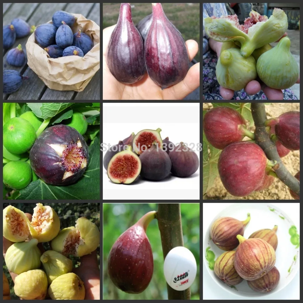 Online Buy Wholesale fig fruit from China fig fruit Wholesalers