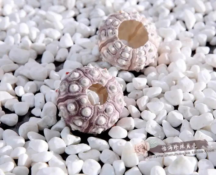 3 шт. ракушки для украшения окон|Ракушки и морские звезды| |