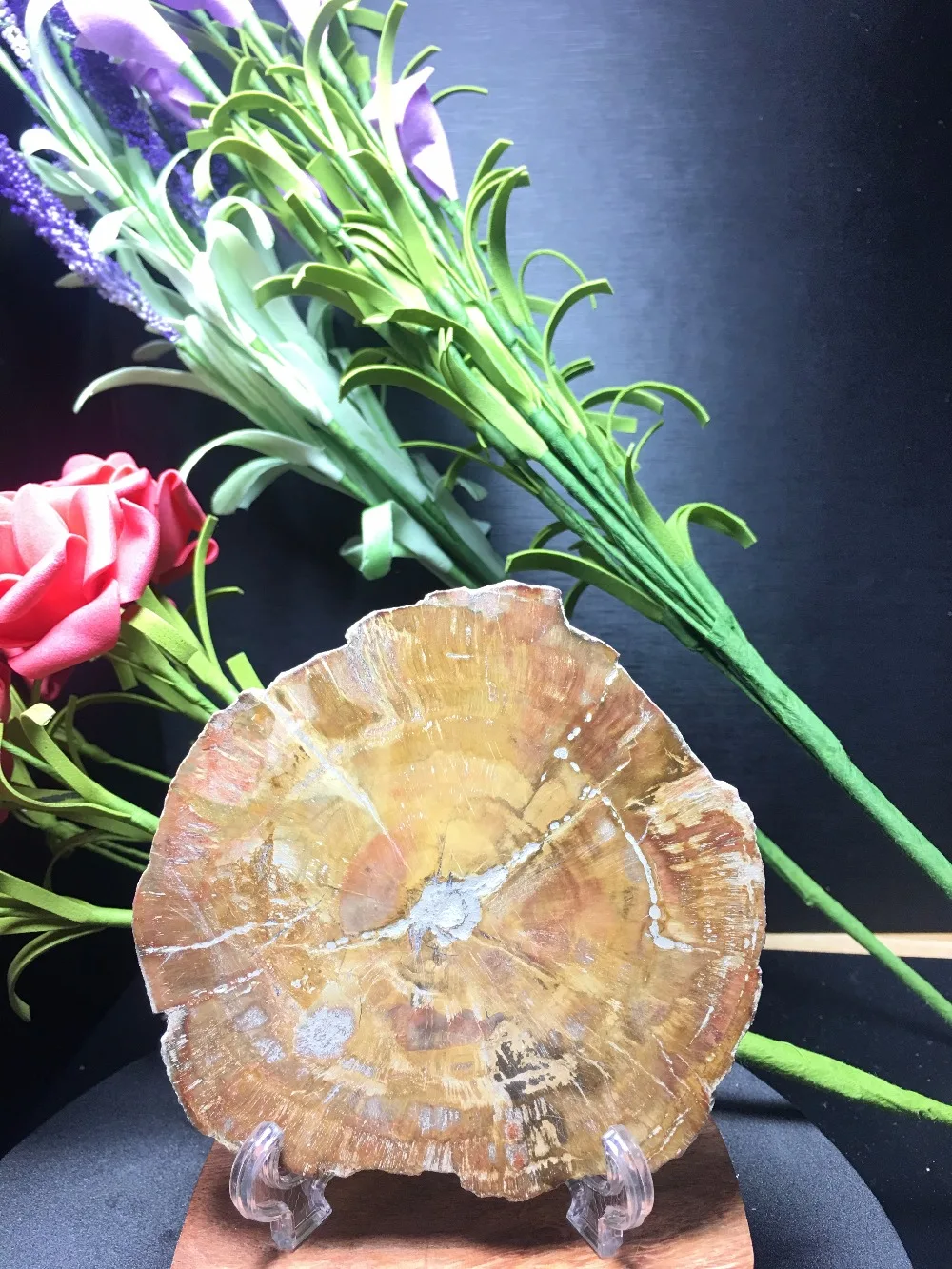 

Natural petrified wood round specimens of Madagascar