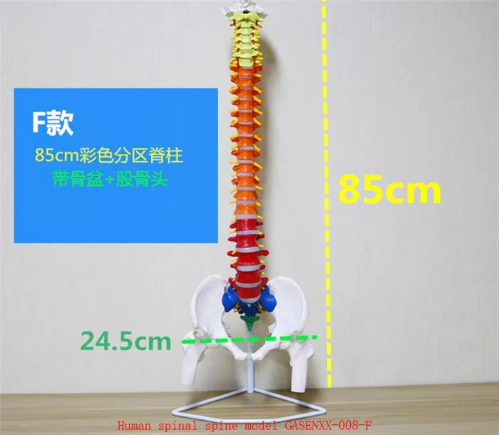 

Root cervical spine Root thoracic vertebrae Root lumbar spine Cervical spine Arteries Human spinal spine model GASENXX-008-F