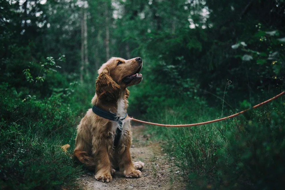 

Cockers Spaniel