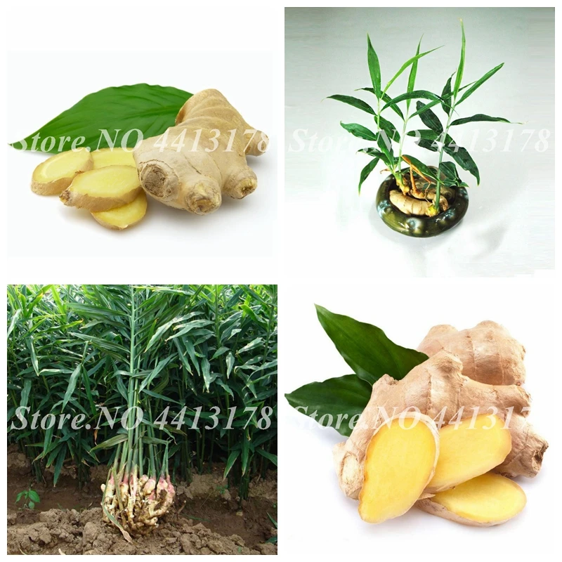 

100pcs/ bag Ginger Bonsai Pot Chinese Exotic Zenzero Jengibre Zingiber Gengibre Natural Vegetable Plant for Home Garden Supplies