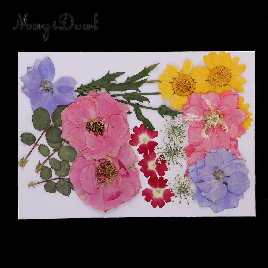 Beautiful Multiple Real Pressed Leaves Natural Dried Flowers for Art Craft Scrapbooking Card Making  Resin Jewelry Craft DIY