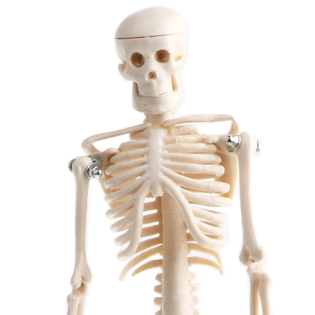 42cm Human Children Body Skeleton Model & 85cm Skeleton Bone Model with Heart Vessel School Anatomical Models Teaching Aids