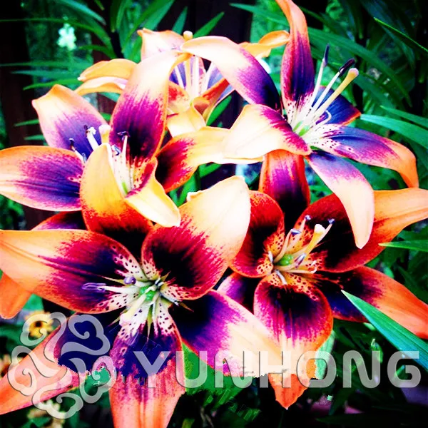 

True Lily Bonsai Lily Flower Flower Lilium Bonsai Faint Scent Bonsai Pot Plant For Home Garden -50PCS