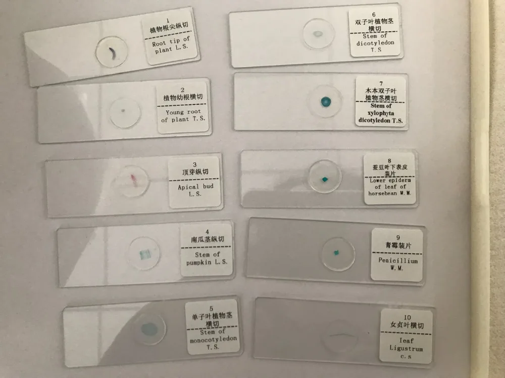 prepared microscope slides (4)