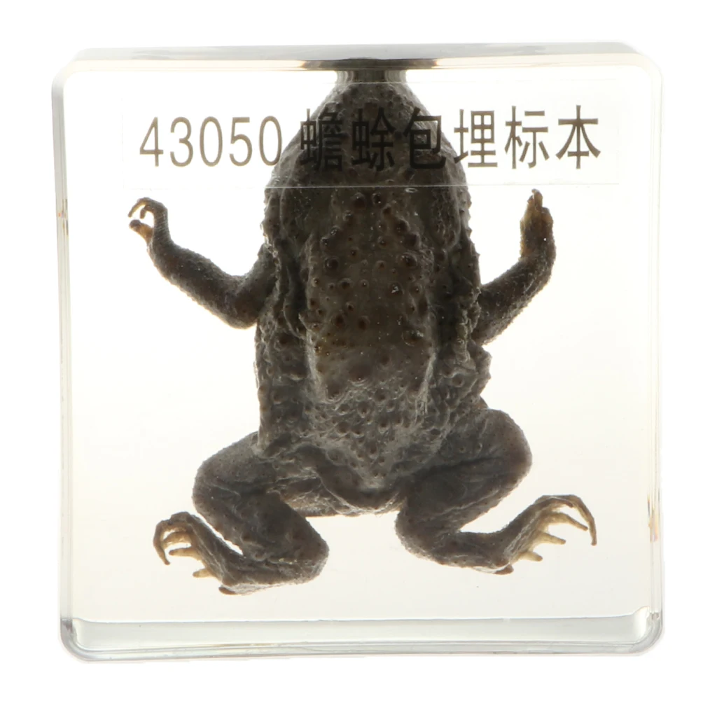 Настоящее животное образец Творческий пресс-папье коллекция подарок домашний офис Декор-жаба