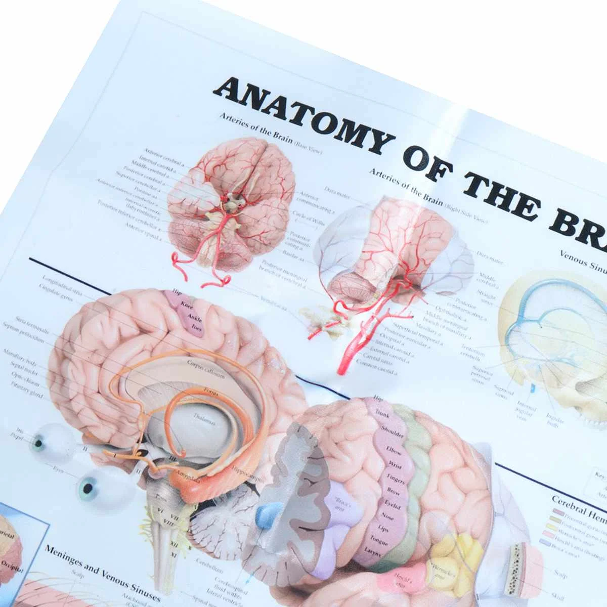 Анатомия человека системы мозга плакат анатомическая диаграмма Человеческого Тела Медицинский художественный настенный плакат Шелковый принт для образования домашнего декора