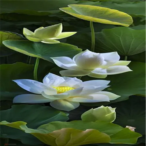 Hot Sale 5 Pcs/Pack Bowl lotus Bonsai Hydroponic Plants Aquatic Plants FlowerPot Lotus Water Lily plant Bonsai Garden