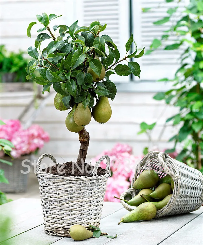 50 Pcs Exotic Original Pear Bonsai Fruit Rare Garden Plant For Flower Pot Planters Bonsai Tree Quality Seedsplants Fruit Potted 50 Pcs Exotic Original Pear Bonsai Fruit Rare Garden Plant For Flower Pot Planters Bonsai Tree Quality Seedsplants Fruit Potted