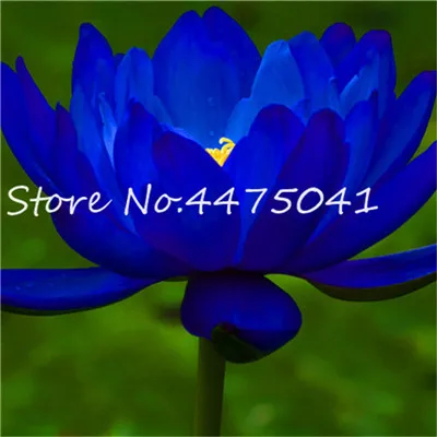 dropwow 10 pcs high