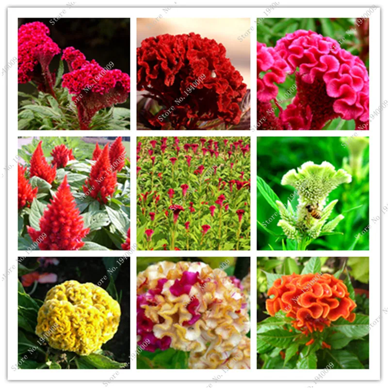 

200pcs Perennial cockscomb Seeds World Hottest Flower Seeds Garden Bonsai Seeds mix colors Free Shipping