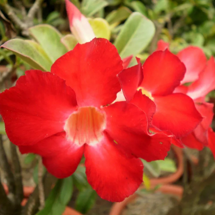 1pcs Red Desert Rose Bonsai Adenium Obesum Tree Seeds