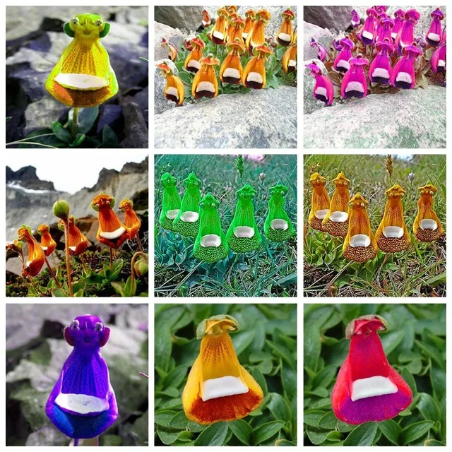 

100 Pcs Lovely Funny Flower Calceolaria Herbeohybrida Indoor Outdoor Bonsai Courtyard Terrace Potted Plant Sementes