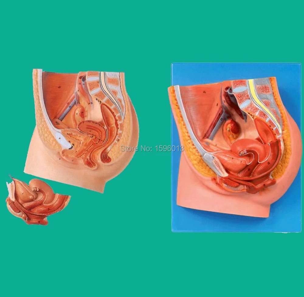 

Median Section of Female Pelvis Model, Anatomy female pelvis model