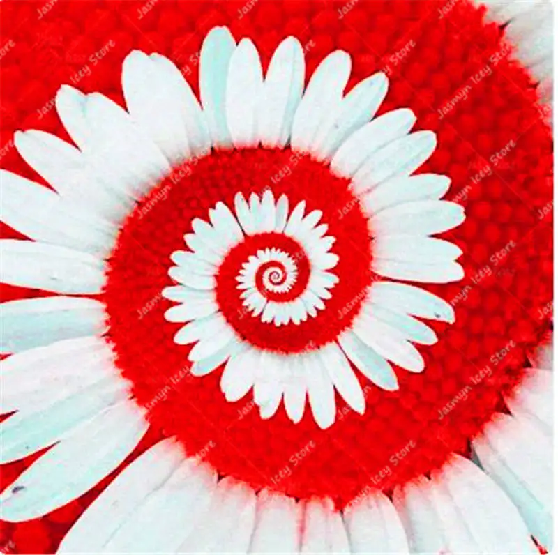 30 Pcs/Lot Rare Scented Daisy Flower Semo 21 Colors Perennial Chrysanthemum Flower Bonsai Plants for Home Garden Potted 30 Pcs/Lot Rare Scented Daisy Flower Semo 21 Colors Perennial Chrysanthemum Flower Bonsai Plants for Home Garden Potted