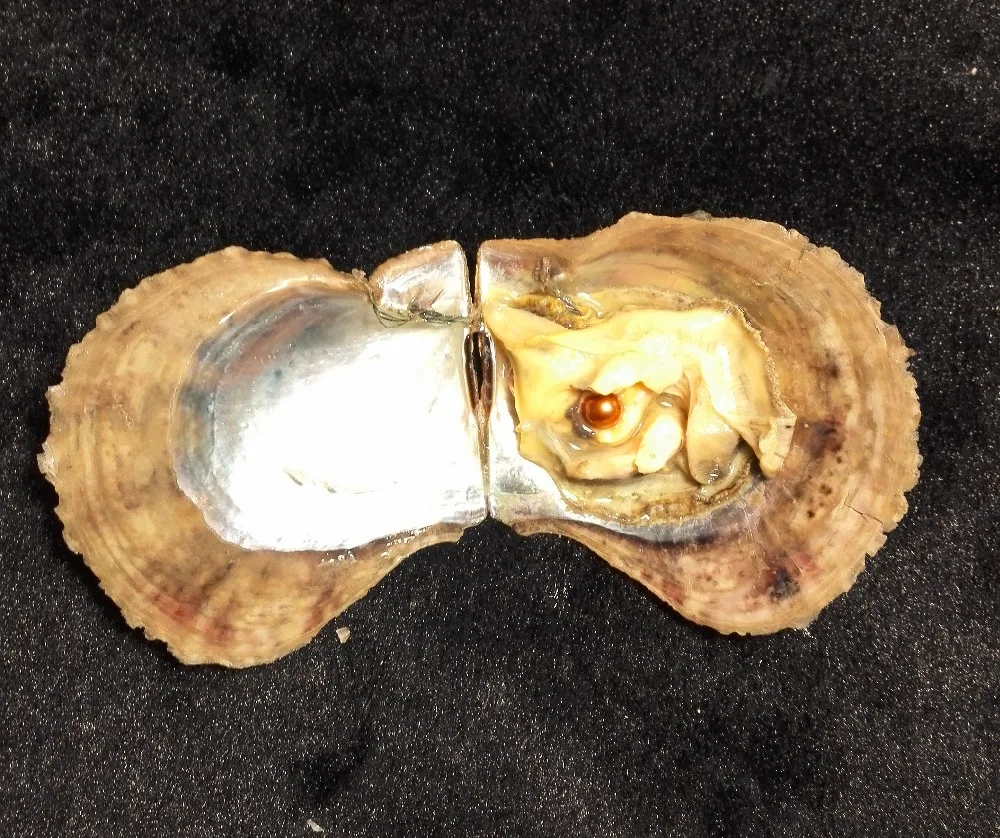 GOLD PEAR OYSTER